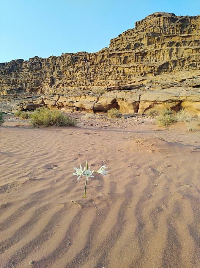 Wadi Rum Bedouin Way Camp Exterior photo